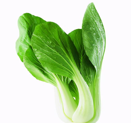 春雨潤新綠 淺談春雨后蔬菜的營養(yǎng)價值與美味